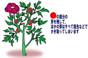 芽かき