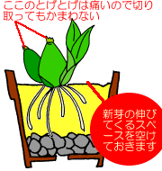 植え替え