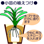 小苗の植え付け