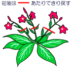 花がら摘み