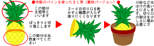 さし芽豪快