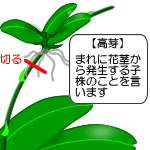 高芽