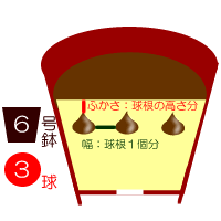 球根の植え付け