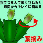 葉摘み