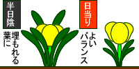 日当たりと花