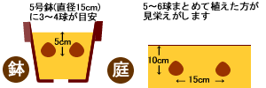 球根の植え付け