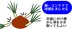 芽かき