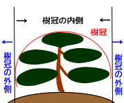 樹幹