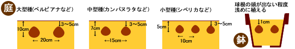 球根植え付け