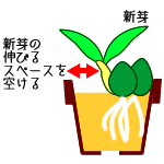 植え付け