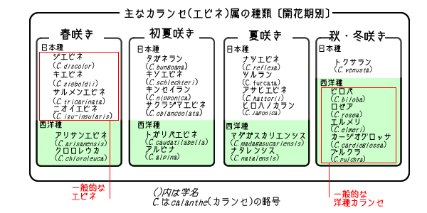 エビネ