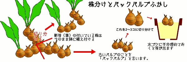 エビネのふやし方