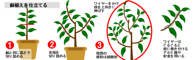 鉢植えを仕立てる