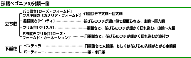 球根ベゴニアの分類