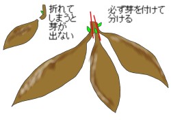 分球の方法