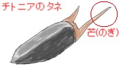 チトニアのタネ