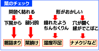 葉のチェック