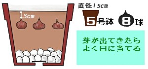 球根植え付け