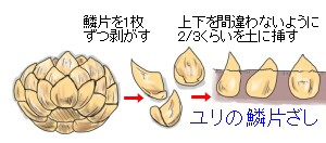 ユリの鱗片ざし