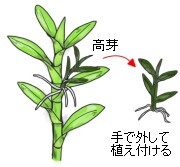 高芽とり