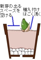 植え付け