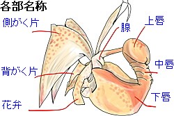 コリアンテスの花