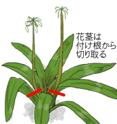 花がら摘み