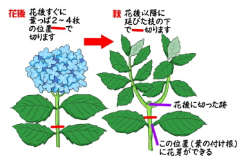 2段階剪定