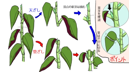 葉芽の位置