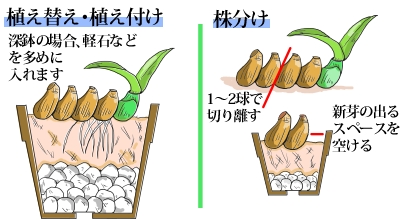 植え替え、株分け