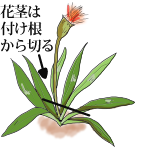 花がら摘み