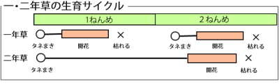 一年草