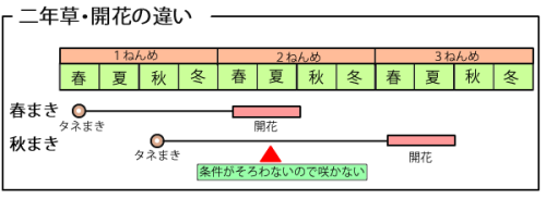 二年草