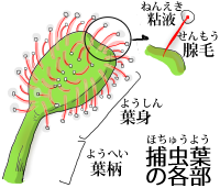 捕虫葉の各部