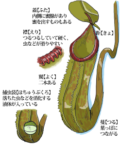 捕虫袋