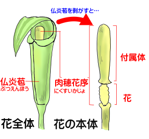 葉っぱ