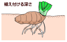 植え付ける深さ