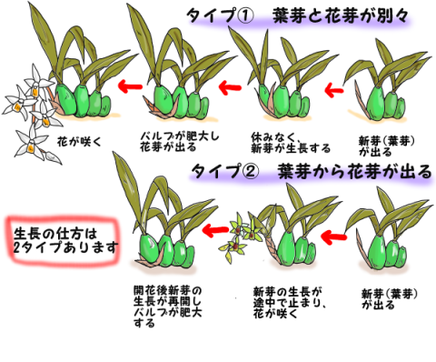 生長の仕方