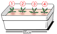 プランターへの植え付け