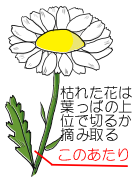 花がら摘み