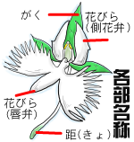 花の構造