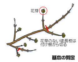 基本の剪定