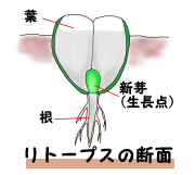 リトープスの断面