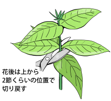 花後の切り戻し