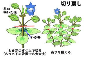 切り戻し