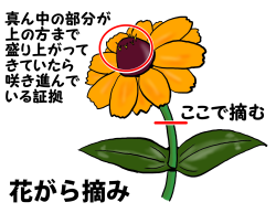 花がら摘み