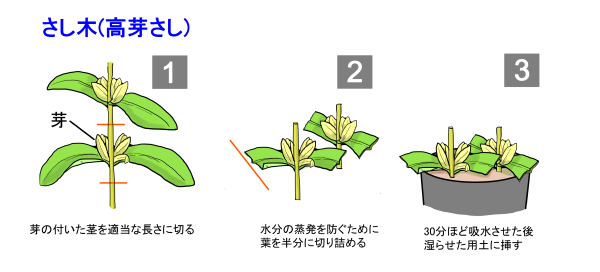 さし木