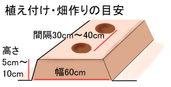植え付けの目安