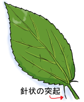 植え付けの目安