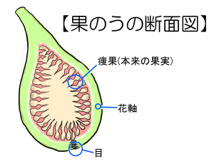 果のう